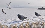 Новости » Общество: За два дня в Восточном Крыму насчитали 40 тысяч зимующих птиц