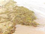 Новости » Общество: В Новоотрадном 500 метров пляжа покрылись водорослями