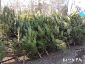 Новости » Общество: Аксенов предлагает крымчанам отказаться от натуральных елок