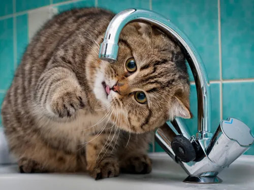 Новости » Коммуналка: Напоминаем: два дня будет ограничено водоснабжение в районах Аршинцево и Партизанский