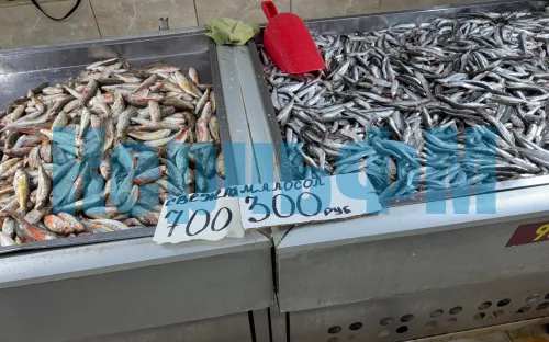 Новости » Общество: Барабуля в Керчи ещё подешевела