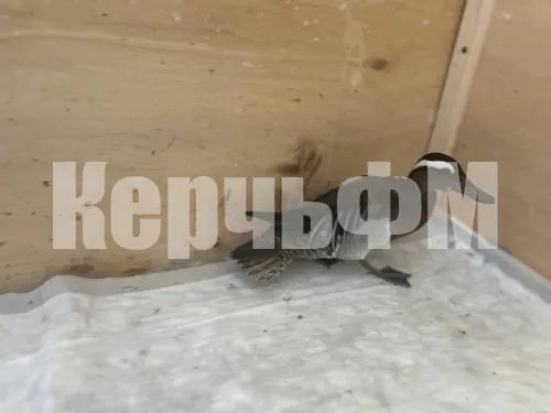 Новости » Общество: Спасенная керченским штабом по спасению птиц уточка чувствует себя прекрасно