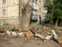 В Керчи в районе Всесоюзной, 5 спилили огромное дерево