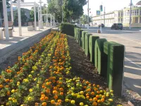 За клумбами в Керчи этим летом следят особо