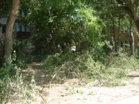 Новости » Общество: В Керчи поломанные ветки после непогоды убрали не до конца