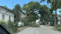 Упавшее дерево в Керчи перегородило вход во двор