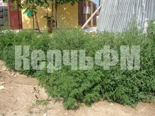 Новости » Общество: Жители района Блюхера в Керчи страдают от амброзии