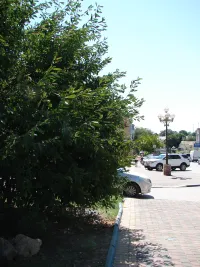 У Самойленко, 12 в Керчи ветви дерева ограничивают видимость выезжающим