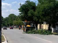 В Керчи продолжаются работы по обрезке аварийных веток высоких деревьев