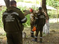 Вдоль улицы Андрея Первозванного в Керчи сегодня кронировали деревья