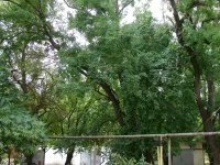 Новости » Общество: Во дворе МКД по Суворова, 10 в Керчи спилили опасные ветви высоких деревьев