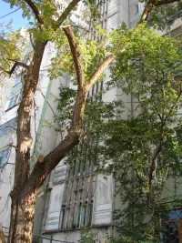 У первого подъезда дома №1 по Сморжевского в Керчи спилили ветки аварийного дерева