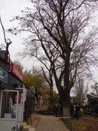 Новости » Общество: В Керчи спилили аварийные ветки у перекрестка Кирова и Сморжевского