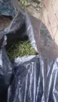 Новости » Криминал и ЧП: Керчанин хранил у себя дома более 4 кг частей растений конопли