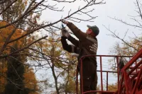 Новости » Общество: В Керчи не перестают ухаживать за зелеными насаждениями
