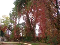 Новости » Общество: Осень раскрасила деревья и керченские дворы