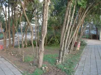 Новости » Общество: На пляже Сморжевского в Керчи продолжают расчищать территорию от зарослей