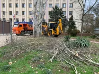 Новости » Общество: От Школы искусств им. Р. Сердюка в Керчи вывезли четыре Камаза спиленных веток