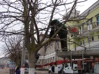 Новости » Общество: Деревья в центре Керчи украшают елочными гирляндами