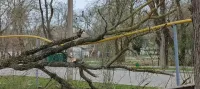 В Керчи сегодня ветер обрушил дерево на газовую трубу