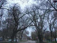 Новости » Общество: По улице Суворова в Керчи во время ветров лучше не ходить