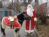 Новости » Общество: Керченский пони Яша шагает в Год Лошади