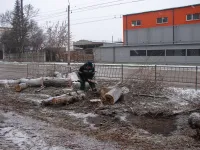 В Керчи продолжается спил аварийных деревьев