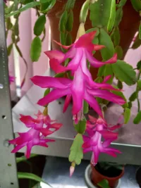 Новости » Общество: Уроки доброты и красоты: Оранжерея Керченской школы-интерната