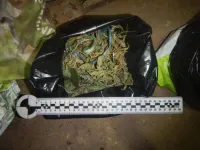 Новости » Криминал и ЧП: Керчанин вырастил и хранил дома порядка 2,5 кг каннабиса