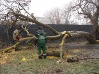Новости » Криминал и ЧП: Поваленное сегодня ветром дерево по улице Степана Разина в Керчи сразу убрали