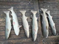 Новости » Экология: В Азовском море появились стаи почти 70-сантиметровых пиленгасов