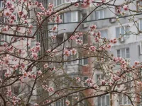 В Керчи зацвел миндаль