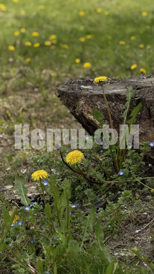На этой неделе в Крыму снова ожидается похолодание и осадки