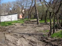 Во дворах домов района завода Войкова в Керчи запланирован спил аварийных деревьев