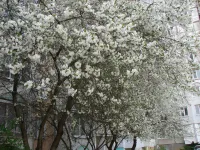 Новости » Общество: В Керчи вовсю цветут плодовые деревья