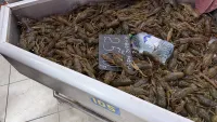 Новости » Общество: В рыбном корпусе на центральном рынке в Керчи сегодня было так