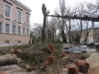 Новости » Общество: У остановки "Фабрика-Кухня" в Керчи продолжается спил стволов высоких деревьев