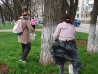 Вдоль улицы Кирова в Керчи сегодня белят деревья