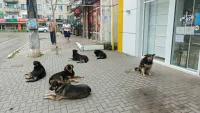 В районе Сморжевского в Керчи резко увеличилось количество бродячих собак