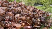 Из Приморского парка так и не могут вывезти горы пластиковых бутылок