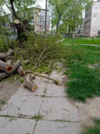 В Керчи из-за срезанных веток пешеходов лишили тротуара
