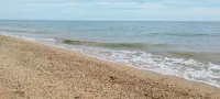 Новости » Экология: Морской привет из Яковенково - фото