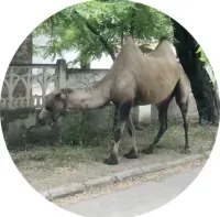 По Керчи гуляет верблюд