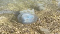 Новости » Экология: Вылов медуз в Азовском море позволит производить до 260 тысяч тонн коллагена