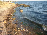 Ученые смогут определять чистоту моря по ушастым медузам