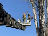 В центре Керчи снесли старый тополь