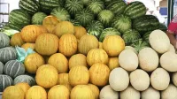 Новости » Экономика: Аграрии Крыма собрали около 400 тонн дынь и арбузов – минсельхоз