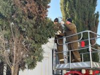 Новости » Общество: В Керчи проводят формовочную стрижку кипарисов